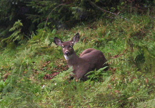 Oregon Deer