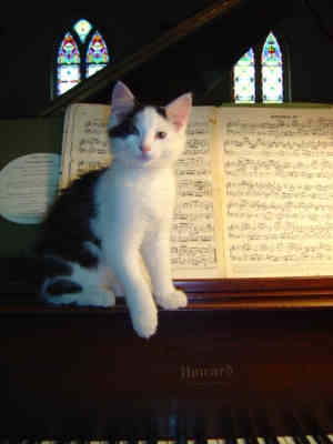 Piano Cat 2